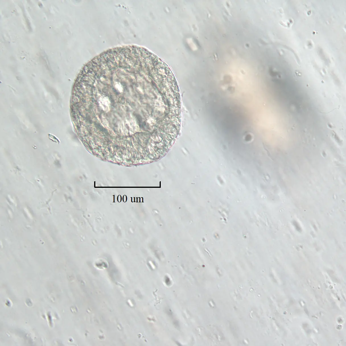 Alpaca uterine derived organoids
